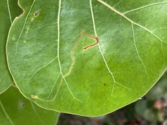 Enteucha basidactyla