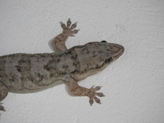 Phyllopezus pollicaris