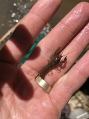 Cambarus bartonii cavatus