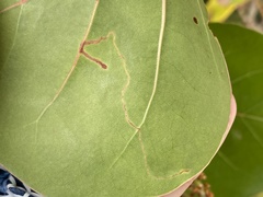 Enteucha basidactyla