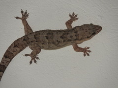 Phyllopezus pollicaris