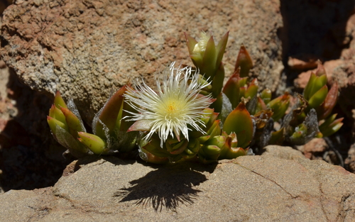 Mesembryanthemum ladismithiense 3