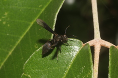Myrmecopsis strigosa