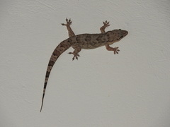 Phyllopezus pollicaris