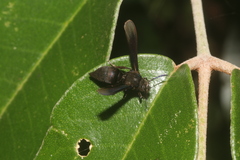 Myrmecopsis strigosa