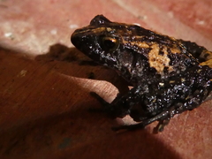 Craugastor underwoodi