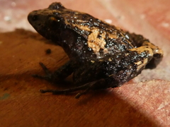 Craugastor underwoodi