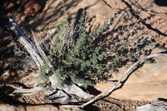 Asparagus retrofractus