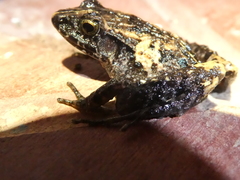 Craugastor underwoodi