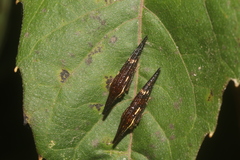 Polyglypta costata