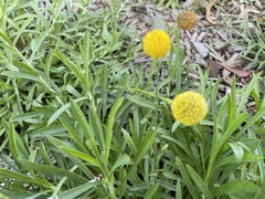 Pycnosorus chrysanthus