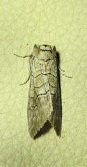 Discophlebia celaena
