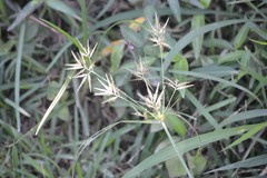 Cyperus intactus