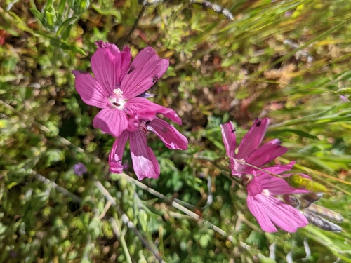 iNaturalist observation photo of checkerbloom