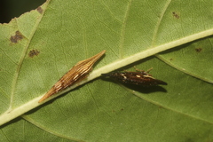 Polyglypta costata