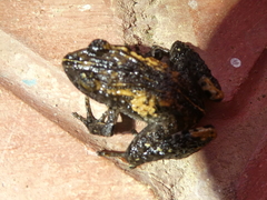 Craugastor underwoodi