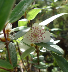 Eucryphia lucida