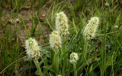 Echiostachys incanus