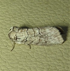 Discophlebia celaena