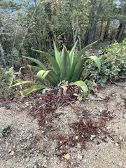 Agave atrovirens atrovirens