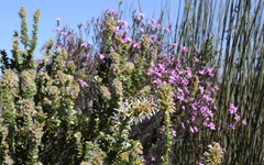 Paranomus roodebergensis