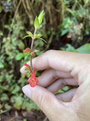 Stachys coccinea