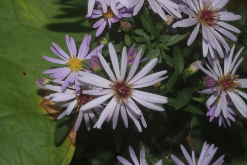 Image of Symphyotrichum carnerosanum by (c) Juan Cruzado Cortés, some rights reserved (CC BY-SA)