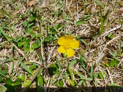 Potentilla kleiniana