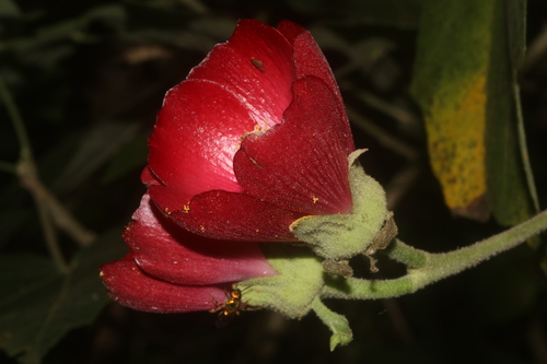 Mexican Bush Mallow (Phymosia umbellata)