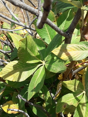 Aesculus parryi