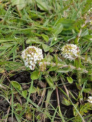 Lepidium heterophyllum