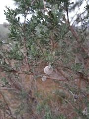 Rhopalomyia hirtipomum