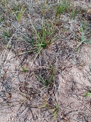 Cyperus rotundus rotundus