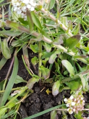 Lepidium heterophyllum