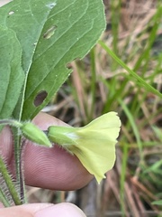 Physalis pumila