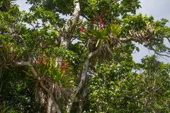 Vriesea philippocoburgi