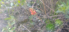 Echeveria quitensis