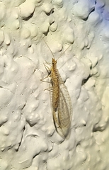 Eremochrysa punctinervis