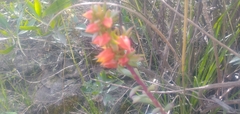 Echeveria quitensis