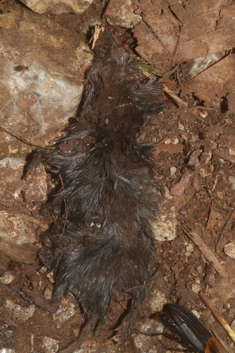 Grizzled Small-eared Shrew