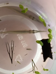 Dermogenys siamensis