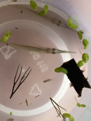 Dermogenys siamensis