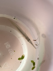 Dermogenys siamensis