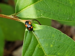 Cryptocephalus quadruplex