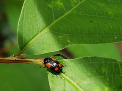 Cryptocephalus quadruplex