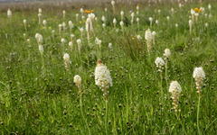 Bulbinella cauda-felis