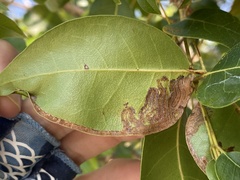 Phyllocnistis meliacella