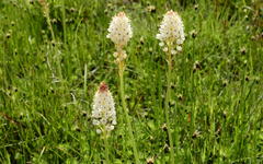 Bulbinella cauda-felis