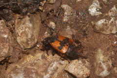 Nicrophorus olidus