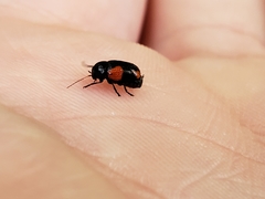 Cryptocephalus quadruplex